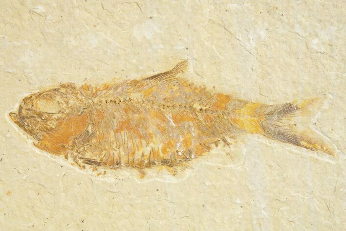 Detailed Fossil Fish (Knightia) - Wyoming #318677